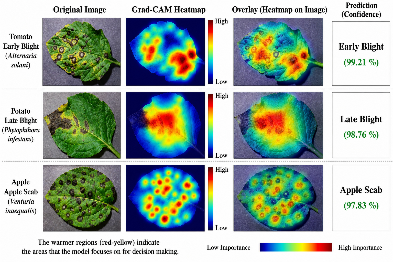 Grad-CAM Visualization Highlighting Disease-Affected Leaf Regions.